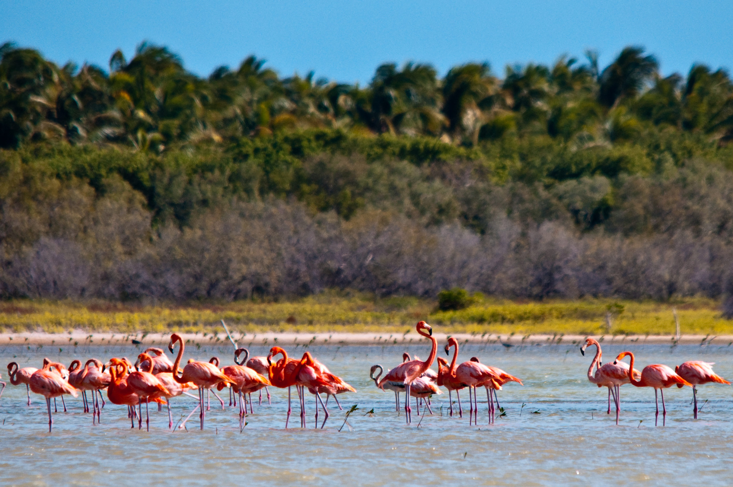 Flamencos (Flamingos) en el Area Protegida de la Laguna de Oviedo, Parque Nacional Jaragua (National Park), Pedernales
